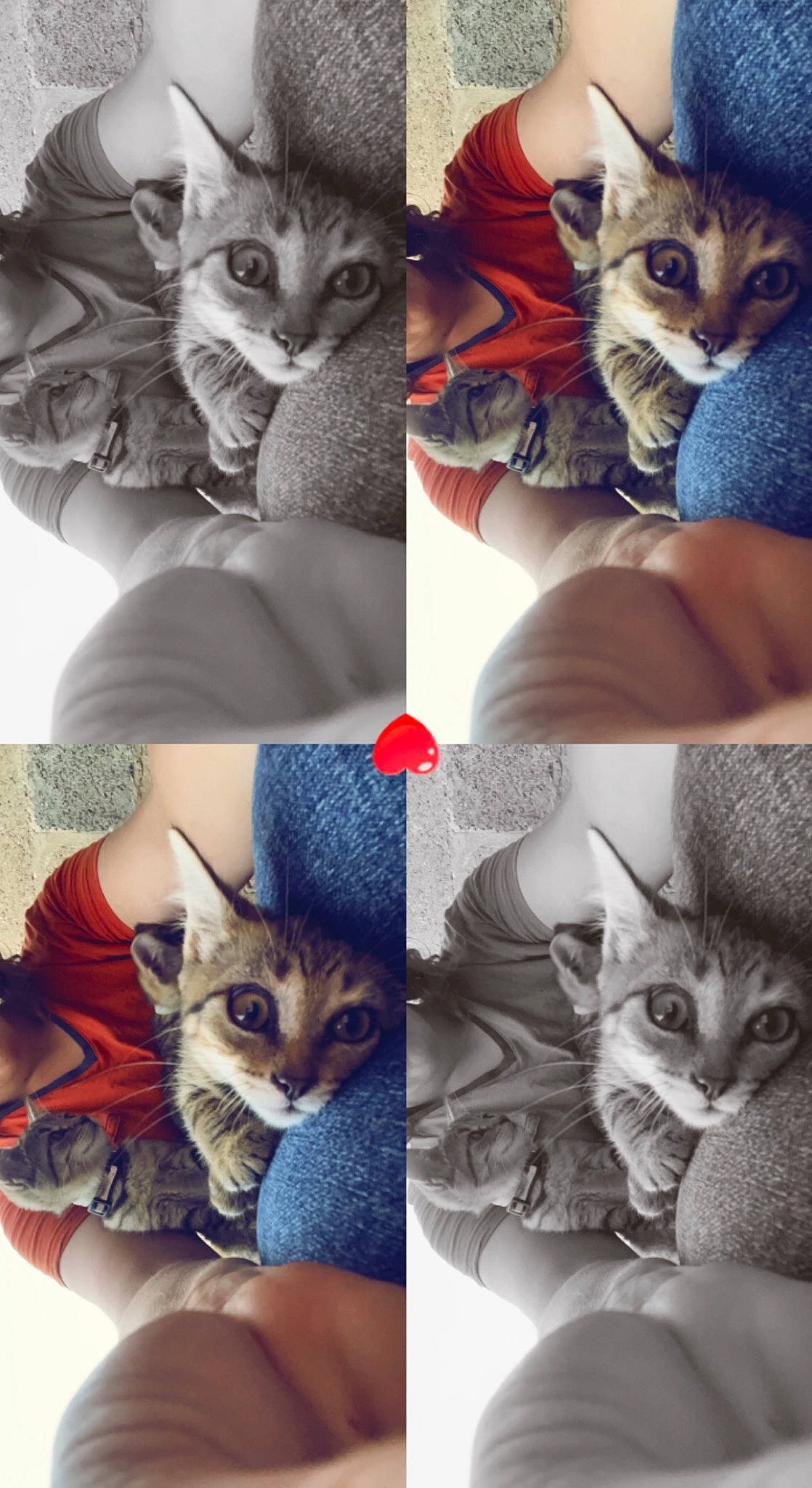 Peureuse a rejoint le concours — aidez-le/la à gagner de superbes lots ! carnivore, cat, cat_supply, collage, domestic_short_haired_cat, ear, eyelash, felidae, fur, gesture, grey, mammal, organ, pattern, photo_caption, small_to_medium_sized_cats, tail, vertebrate, whiskers, window