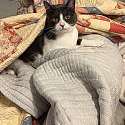 Hank joined the competition — help win amazing prizes! cat, tuxedo_cat, bed, blanket, quilt, bedding, cozy, indoor, pet, fur, animal, resting, cute, looking, curious, domestic, feline, comfort, warm, sleeping_area