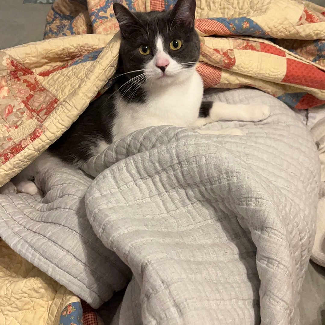 Hank joined the competition — help win amazing prizes! animal, bed, bedding, blanket, cat, comfort, cozy, curious, cute, domestic, feline, fur, indoor, looking, pet, quilt, resting, sleeping_area, tuxedo_cat, warm