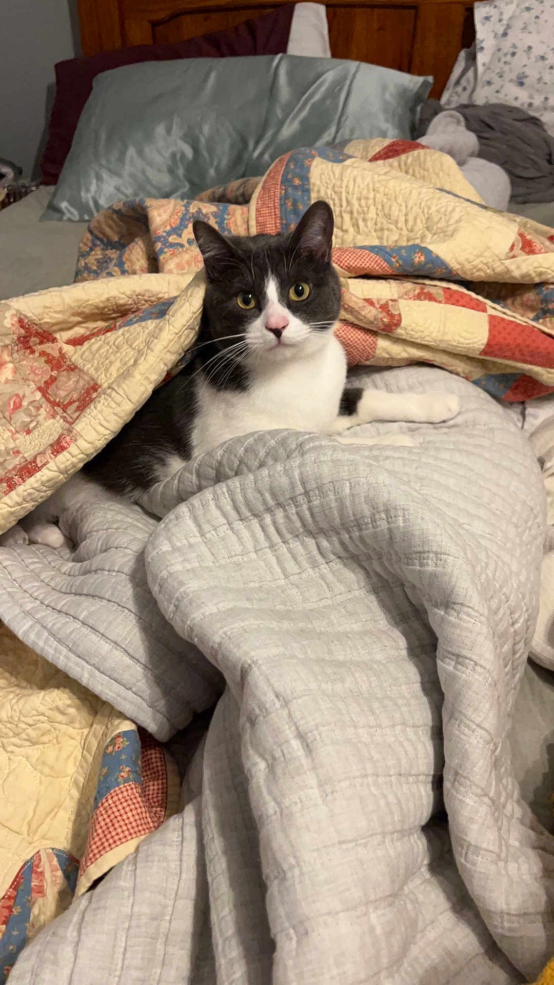 Hank joined the competition — help win amazing prizes! cat, tuxedo_cat, bed, blanket, quilt, bedding, cozy, indoor, pet, fur, animal, resting, cute, looking, curious, domestic, feline, comfort, warm, sleeping_area