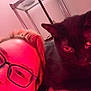 person, glasses, cat, black_cat, pet, selfie, indoor, close_up, face, eyes, whiskers, collar, hair, metal_shelf, lamp, pink_lighting, nose, portrait, furniture, expression
