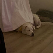 Hexiciah joined the competition — help win amazing prizes! dog, pet, sleeping_dog, blanket, sheet, bed, pillow, indoor, low_light, cozy, resting, white_dog, paw, nose, fur, carpet, floor, relaxing, nighttime, domestic_interior