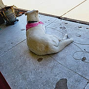 Hexiciah is registered to the contest to win money with this photo: back_view, cable, collar, concrete, dog, grass, home, lying_down, outdoor, pet, pink_bandana, planter, porch, relaxed, shadow, sidewalk, stain, sunlit, tail, white_dog