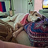 bandana, bed, bedroom, blanket, cozy, dog, dresser, flag, indoor, mirror, patterned_pillow, paw, pet, photo_frames, pillow, relaxed, remote_control, sleeping, tv, white_dog