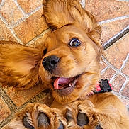 Api a rejoint le concours — aidez-le/la à gagner de superbes lots ! dog, puppy, golden_retriever, playful, tongue_out, paws, fur, pet, animal, cute, lying_down, floor, tile, ears, closeup, expression, happy, domestic_animal, collar, young