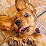 dog, puppy, golden_retriever, playful, tongue_out, paws, fur, pet, animal, cute, lying_down, floor, tile, ears, closeup, expression, happy, domestic_animal, collar, young
