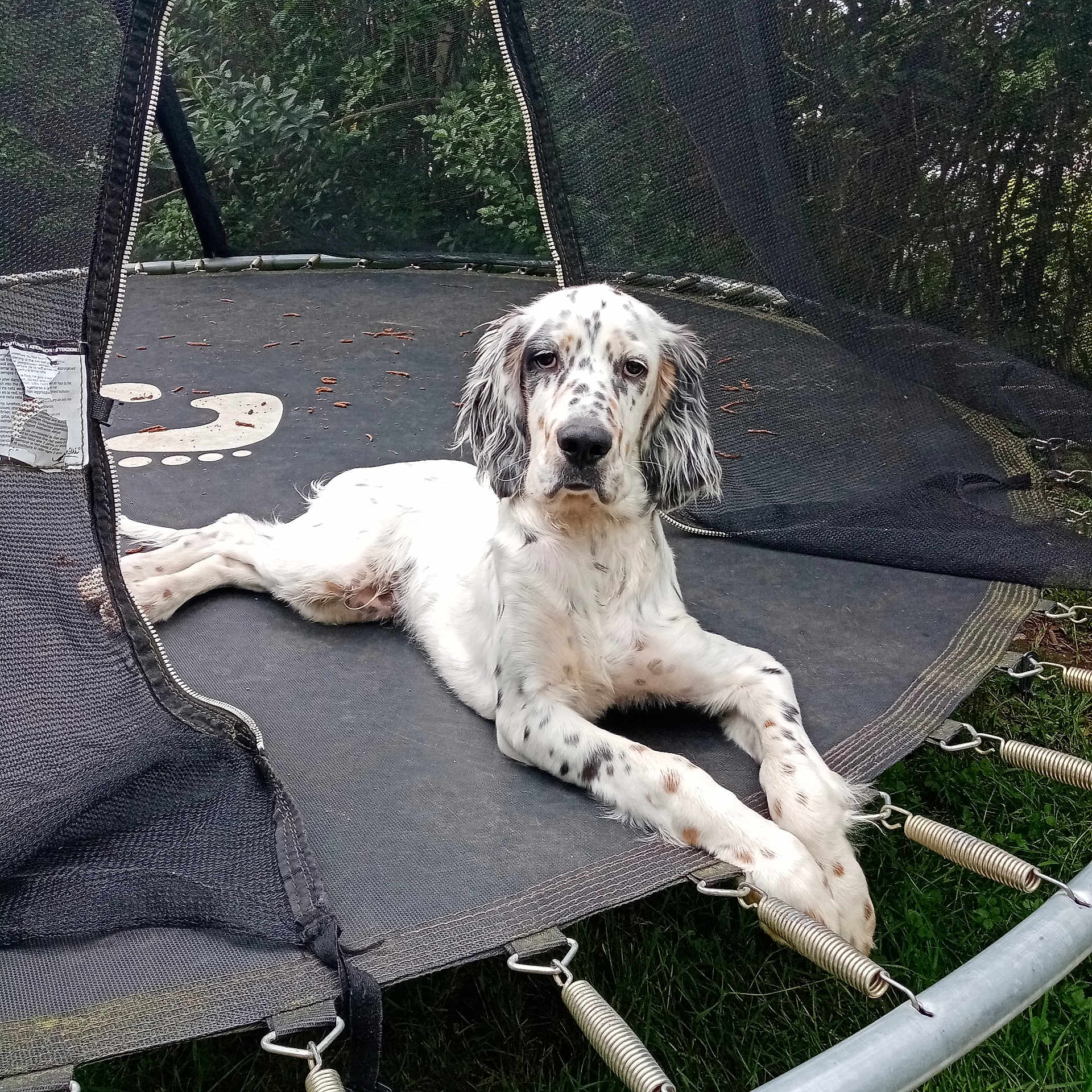 Coyote a rejoint le concours — aidez-le/la à gagner de superbes lots ! animal, backyard, canine, chair, dog, furniture, grass, hammock, hound, nature, outdoors, pet, plant, playarea, pointer, puppy, toy, trampoline, tree, yard