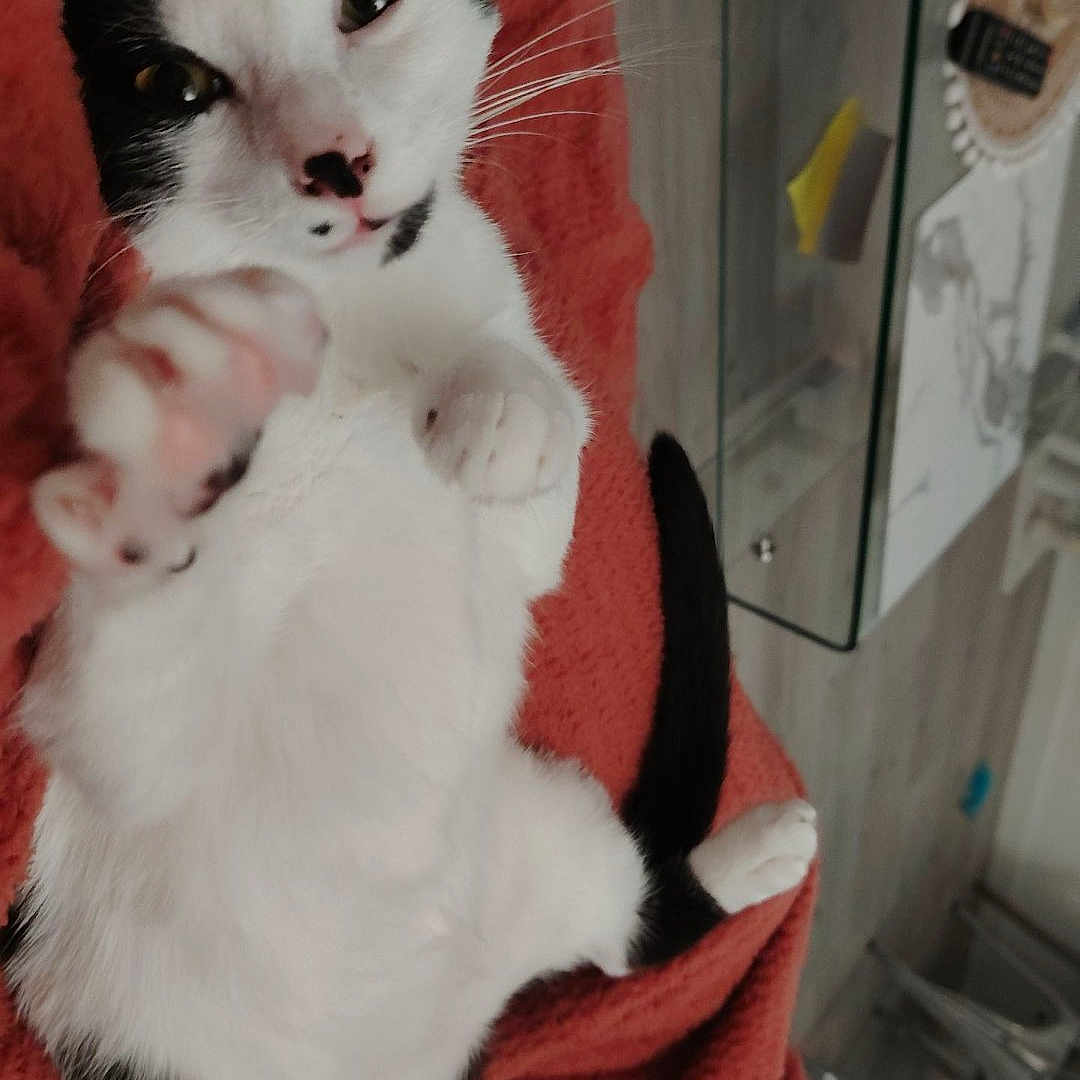 Xena a rejoint le concours — aidez-le/la à gagner de superbes lots ! black_and_white, blanket, cat, cozy, cute, domestic, feline, floor, fur, glass_furniture, indoor, living_room, paw, pet, playful, relaxed, remote_control, table, tail, whiskers