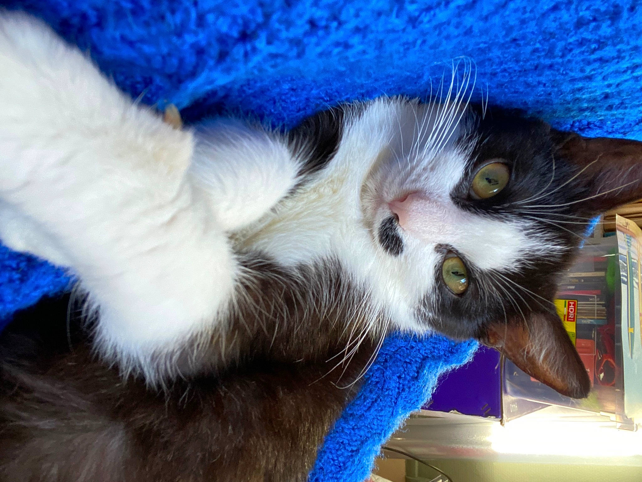 Sylvestre a rejoint le concours — aidez-le/la à gagner de superbes lots ! blue, carnivore, cat, cat_supply, claw, comfort, domestic_short_haired_cat, electric_blue, felidae, foot, fur, paw, small_to_medium_sized_cats, snout, tail, whiskers