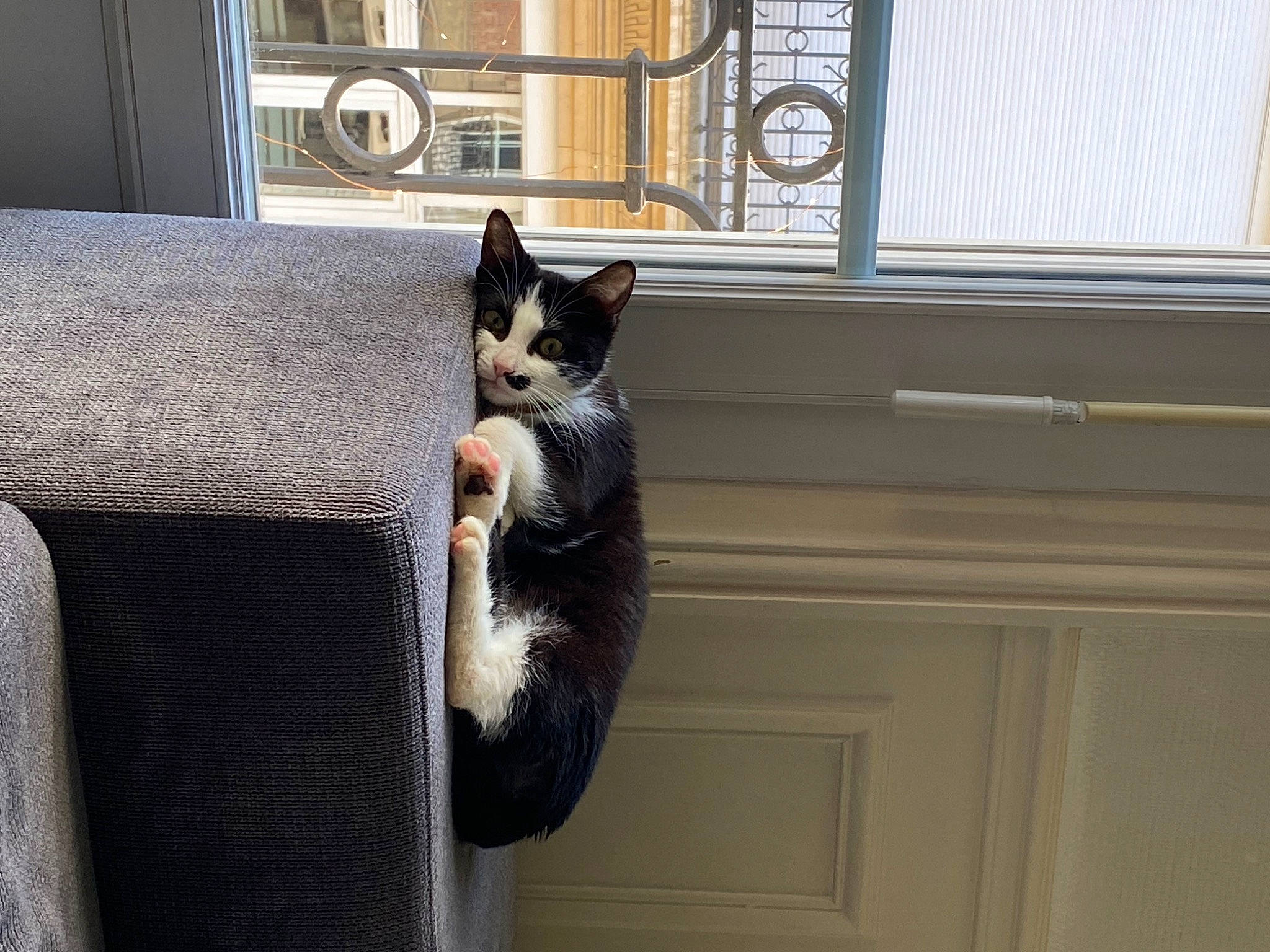 Sylvestre participe au concours pour gagner de l'argent avec cette photo : black_cat, carnivore, cat, comfort, domestic_short_haired_cat, door, felidae, fur, grey, hardwood, room, sitting, small_to_medium_sized_cats, tail, whiskers, window, window_blind, window_covering, window_treatment, wood