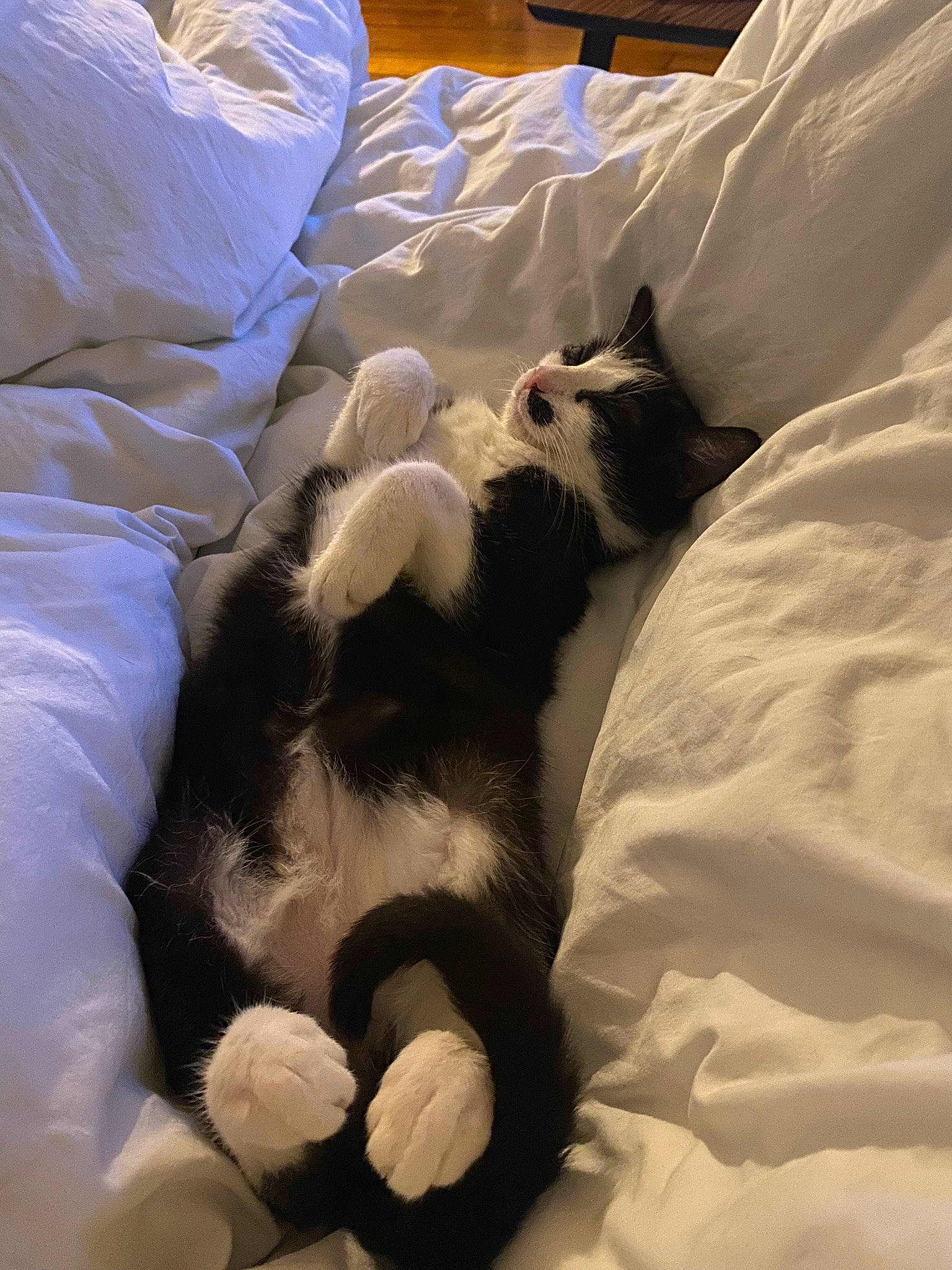 Sylvestre participe au concours pour gagner de l'argent avec cette photo : bed, bed_sheet, bedding, carnivore, cat, comfort, companion_dog, dog_breed, duvet, felidae, fur, linens, mammal, paw, room, small_to_medium_sized_cats, tail, textile, vertebrate, whiskers