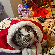 Precious is registered to the contest to win money with this photo: cat, pet, animal, christmas, holiday, festive, cape, red, white, blanket, decorations, tree, lights, indoors, cute, whiskers, fur, santa, figurine, cozy