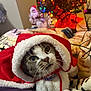 cat, pet, animal, christmas, holiday, festive, cape, red, white, blanket, decorations, tree, lights, indoors, cute, whiskers, fur, santa, figurine, cozy