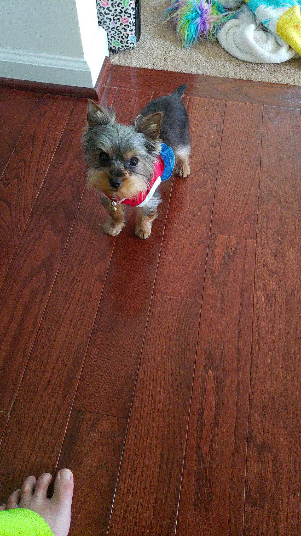 Pixie is registered to the contest to win money with this photo: australian_silky_terrier, biewer_terrier, canidae, carnivore, companion_dog, dog, dog_breed, floor, flooring, hardwood, mammal, morkie, norwich_terrier, puppy, small_terrier, terrier, toy_dog, vertebrate, yorkipoo, yorkshire_terrier