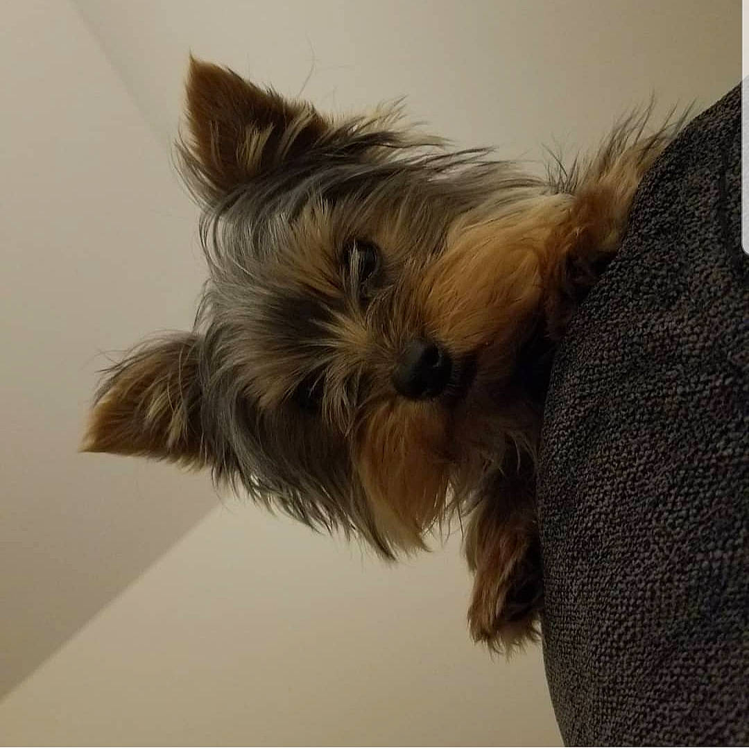 Pixie joined the competition — help win amazing prizes! australian_silky_terrier, australian_terrier, biewer_terrier, cairn_terrier, canidae, carnivore, companion_dog, dog, dog_breed, ear, mammal, morkie, norwich_terrier, puppy, small_terrier, snout, sporting_group, terrier, toy_dog, yorkshire_terrier