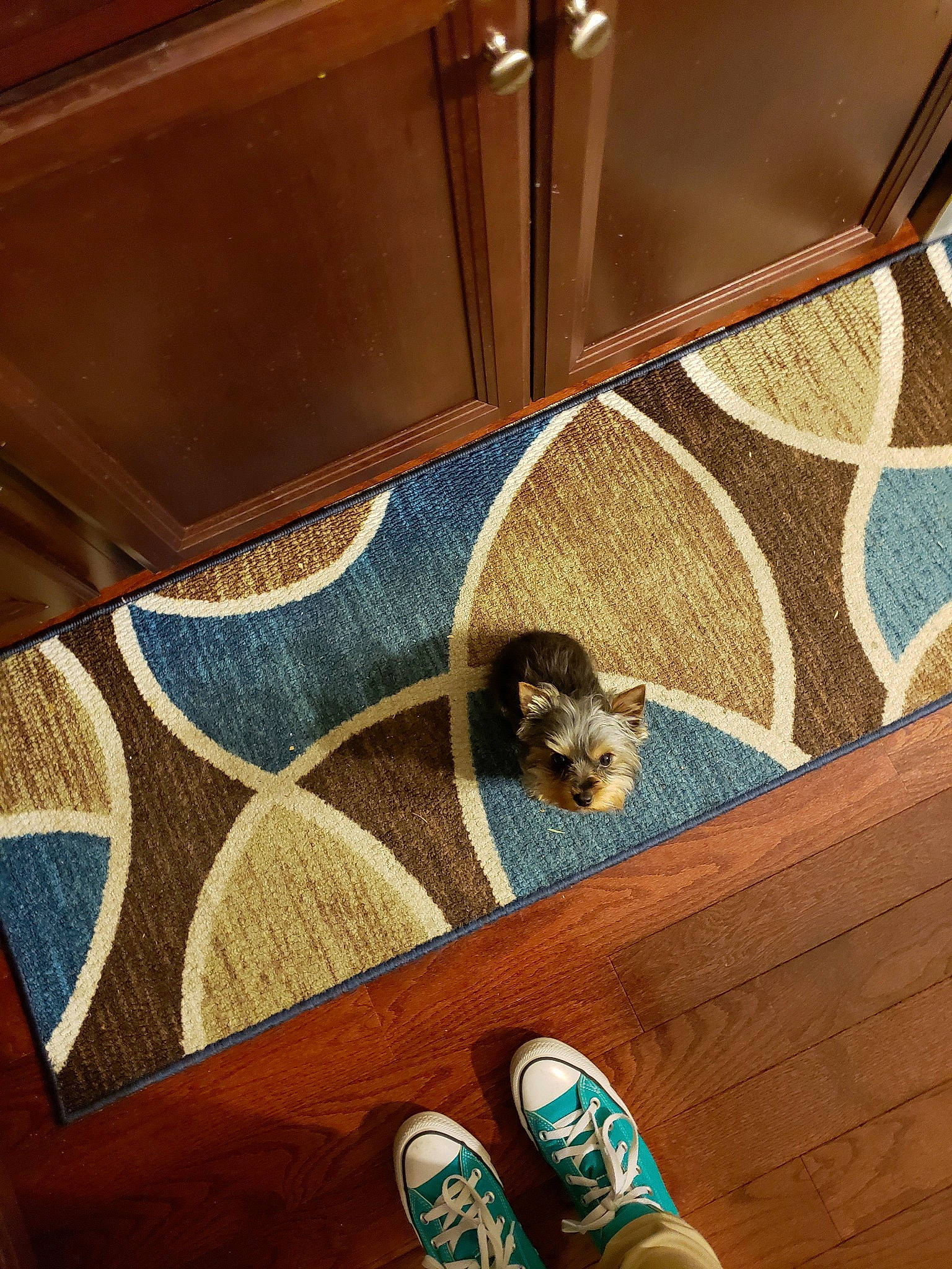 Pixie is registered to the contest to win money with this photo: architecture, brown, canidae, fawn, floor, flooring, footwear, hardwood, room, shoe, sporting_group, tile, wood