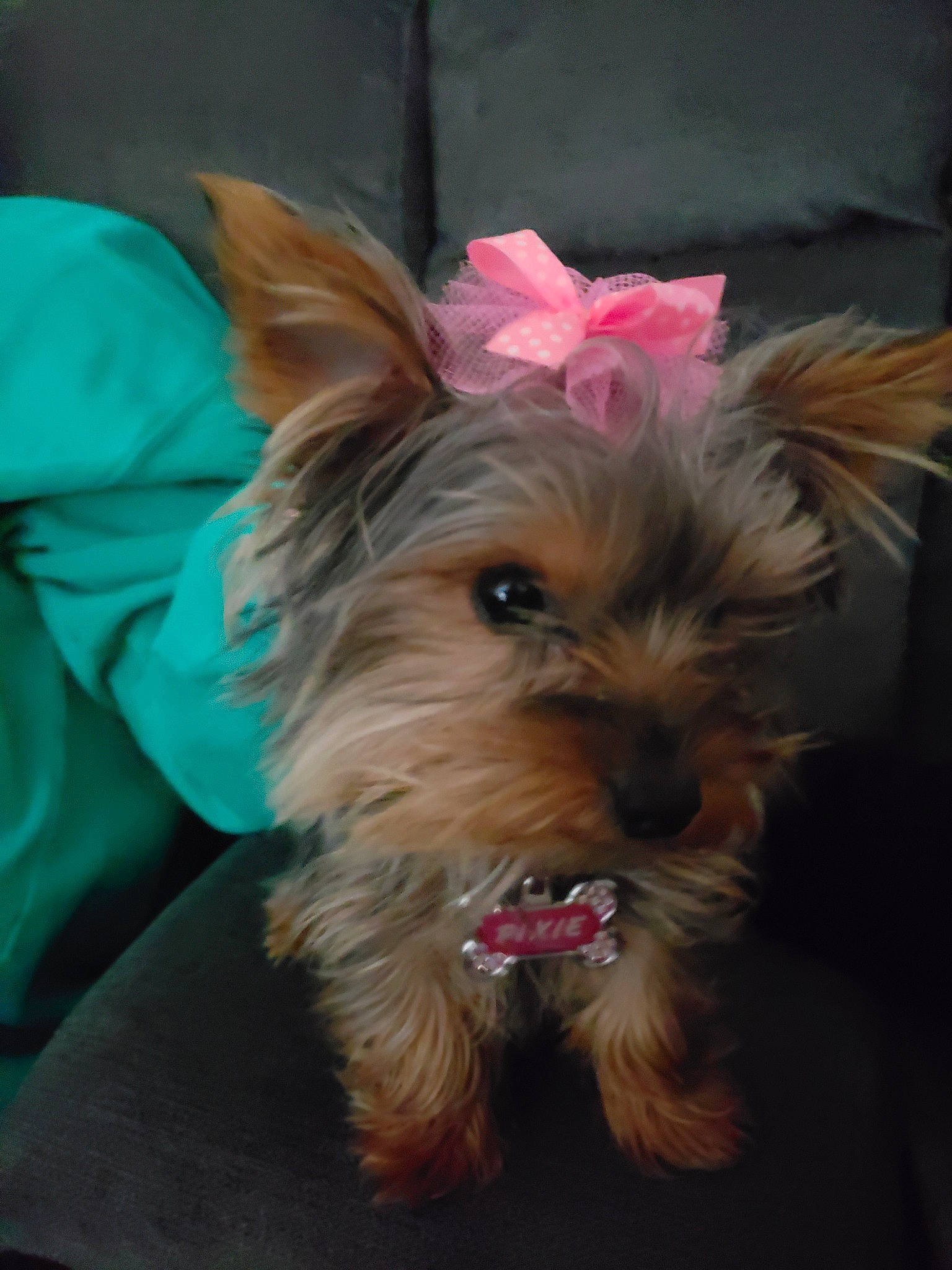 Pixie joined the competition — help win amazing prizes! australian_silky_terrier, australian_terrier, biewer_terrier, canidae, carnivore, chinese_imperial_dog, companion_dog, dog, dog_breed, mammal, morkie, puppy, rare_breed_dog, small_terrier, snout, terrier, toy_dog, vertebrate, yorkipoo, yorkshire_terrier