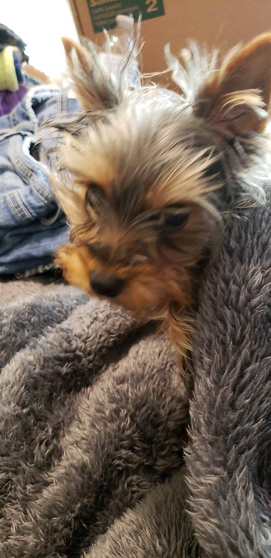 Pixie joined the competition — help win amazing prizes! australian_silky_terrier, australian_terrier, biewer_terrier, cairn_terrier, canidae, carnivore, companion_dog, dog, dog_breed, glen_of_imaal_terrier, mammal, puppy, schnoodle, small_terrier, snout, terrier, toy_dog, vertebrate, yorkipoo, yorkshire_terrier