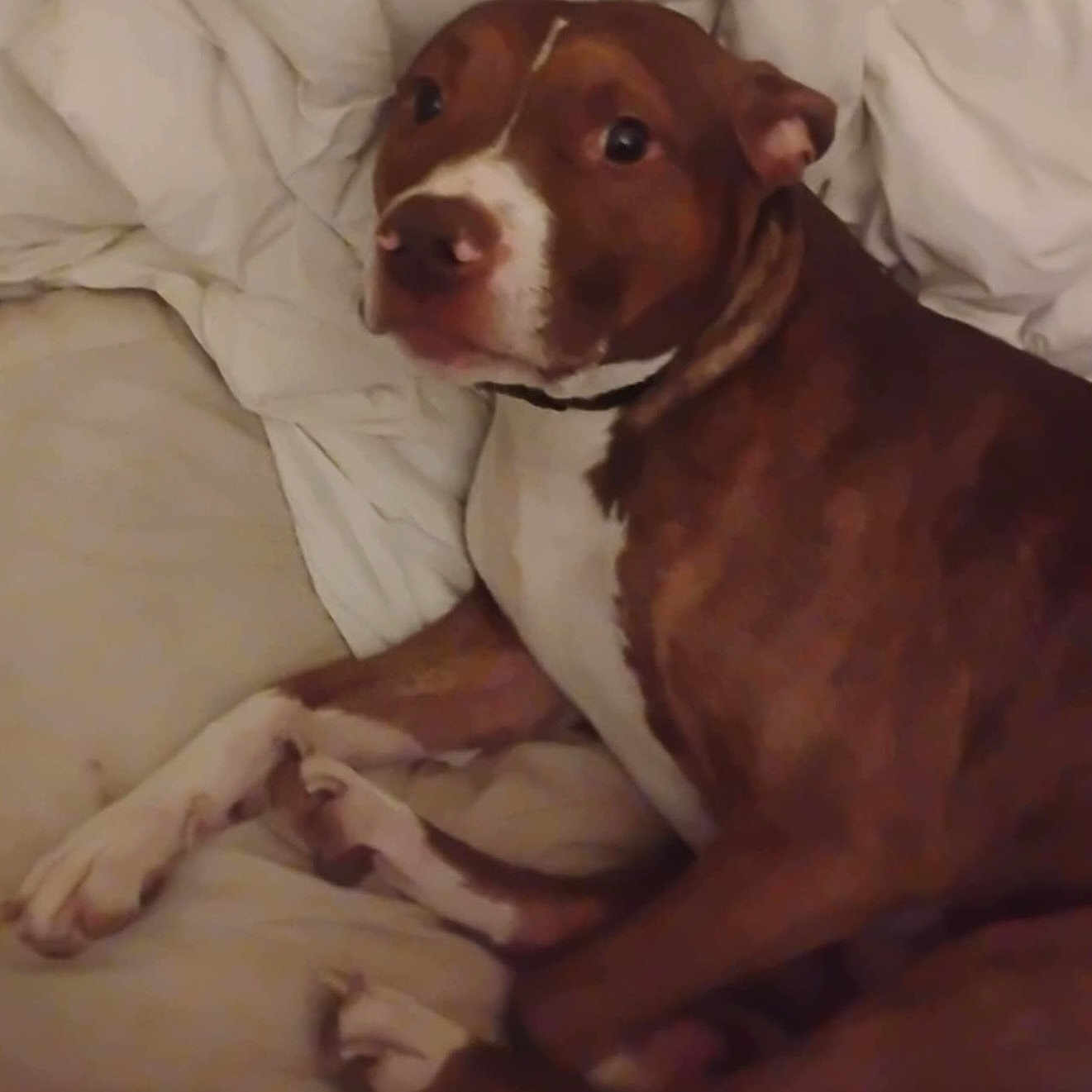 Layne joined the competition — help win amazing prizes! animal, bed, blanket, brown, canine, companion, cozy, cute, dog, domestic, fur, indoor, laying, looking, mammal, pet, portrait, relaxed, resting, white