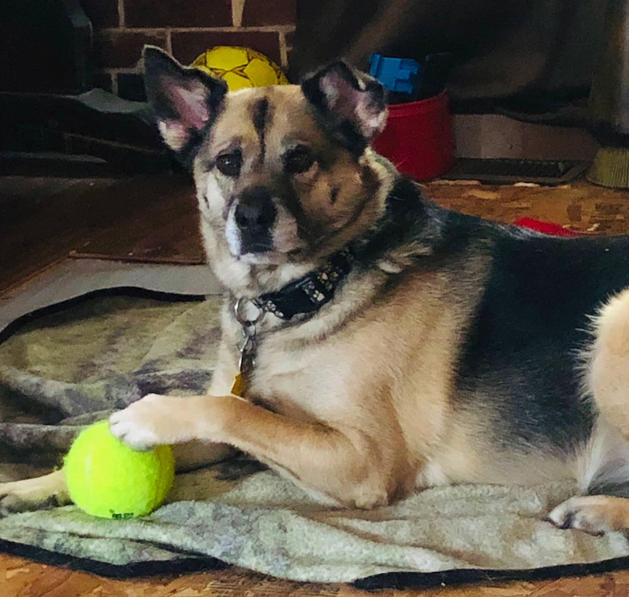 Bella joined the competition — help win amazing prizes! ball, canidae, carnivore, dog, dog_breed, dog_toy, jamthund, mammal, puppy, rare_breed_dog, siberian_husky, sporting_group, swedish_vallhund, tennis_ball, vertebrate