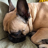 Nemo a rejoint le concours — aidez-le/la à gagner de superbes lots ! dog, french_bulldog, sleeping, pet, animal, cozy, blanket, cushion, indoors, resting, ears, fur, paw, closeup, side_view, cute, relaxed, companion, domestic_animal, nap