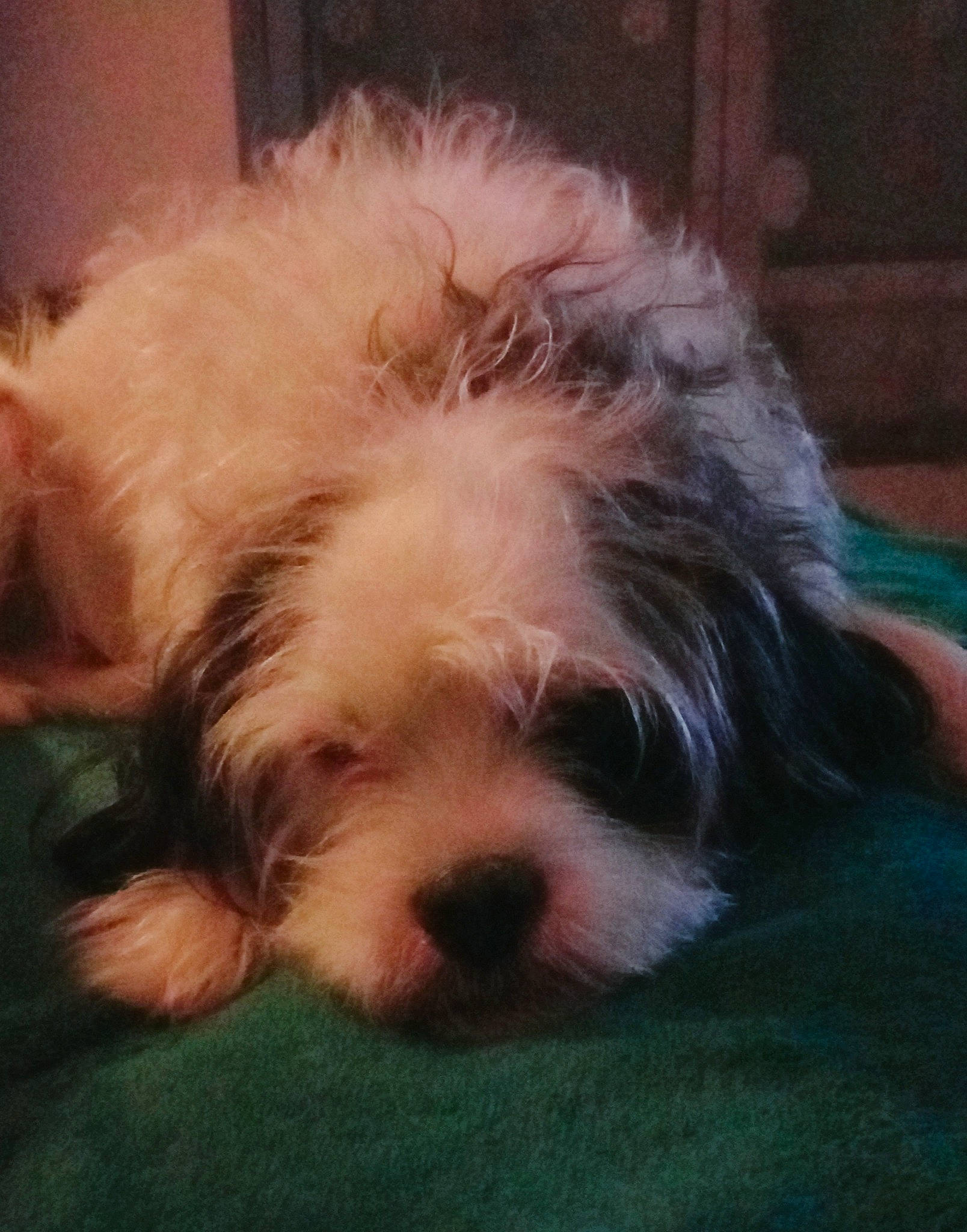 Youki a rejoint le concours — aidez-le/la à gagner de superbes lots ! biewer_terrier, canidae, carnivore, companion_dog, dog, dog_breed, fur, liver, maltepoo, non_sporting_group, puppy, shih_poo, small_terrier, snout, sporting_group, terrier, toy_dog, water_dog, working_animal, yorkipoo