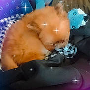 Spouki participe au concours pour gagner de l'argent avec cette photo : puppy, dog, sleeping, fluffy, blanket, toy, cozy, cute, small_dog, resting, indoors, orange_fur, soft, nap, comfort, animal, pet, fur, relaxing, sparkle_filter