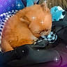 puppy, dog, sleeping, fluffy, blanket, toy, cozy, cute, small_dog, resting, indoors, orange_fur, soft, nap, comfort, animal, pet, fur, relaxing, sparkle_filter