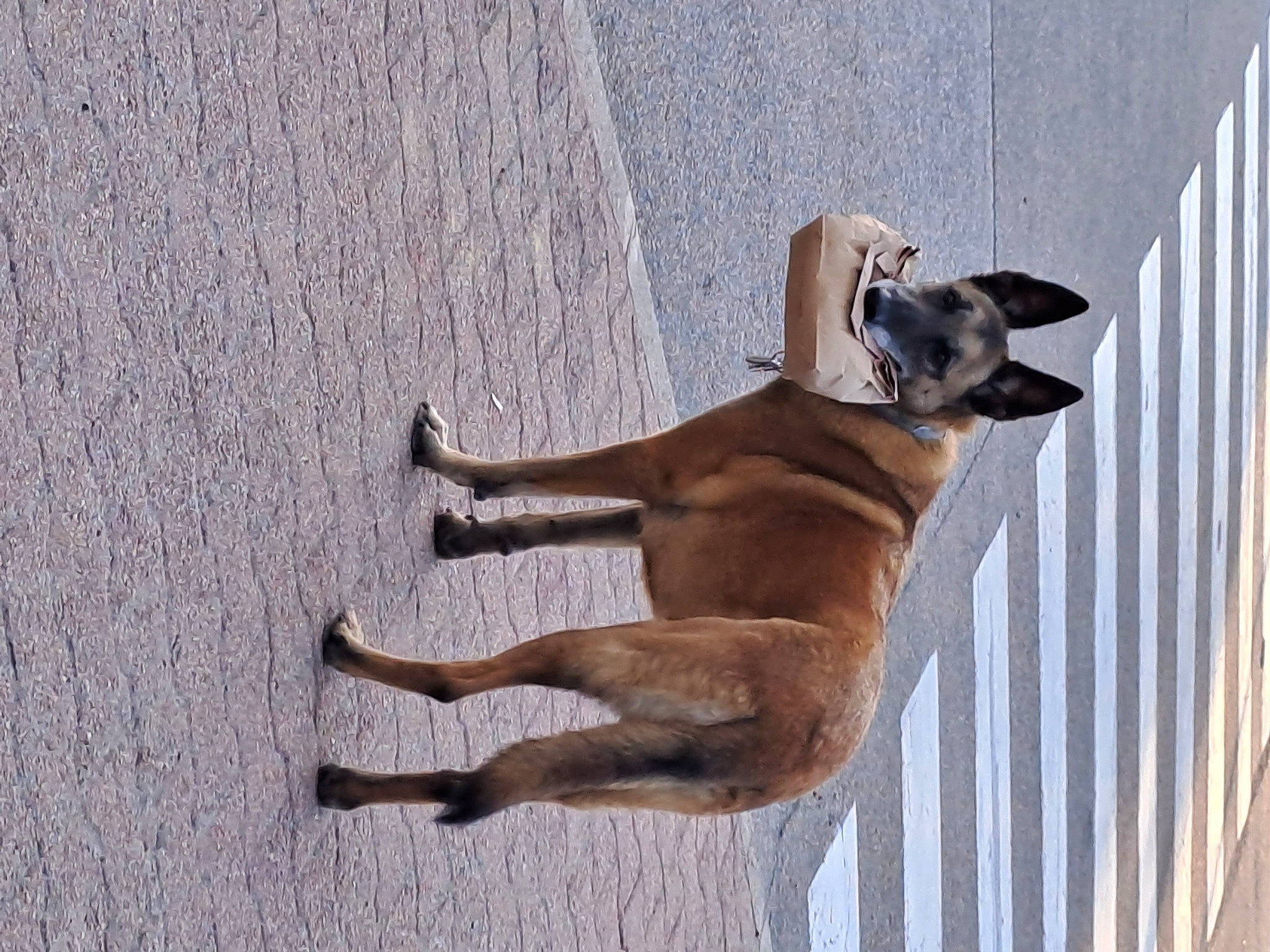 Ikky participe au concours pour gagner de l'argent avec cette photo : canidae, carnivore, companion_dog, dog, dog_breed, dog_supply, fawn, fence, hunting_dog, non_sporting_group, pet_supply, road_surface, shadow, snout, sporting_group, tail, terrestrial_animal, wood, working_animal, working_dog