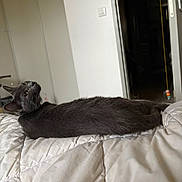 Olympe a rejoint le concours — aidez-le/la à gagner de superbes lots ! cat, gray_cat, bed, quilt, indoor, pet, animal, feline, curious, relaxed, toy, doorway, home, furniture, comfort, stretched_out, looking_back, white, cozy, domestic