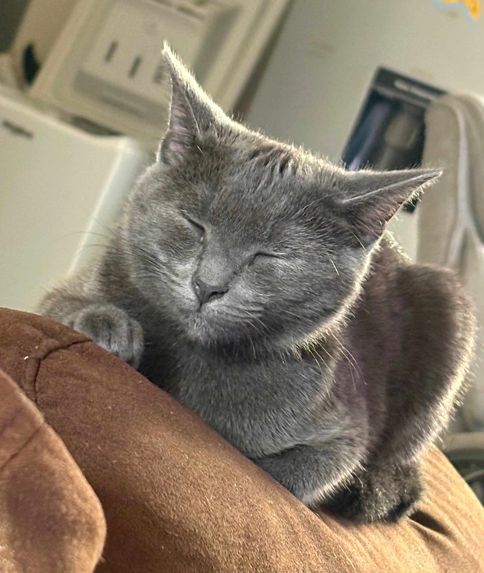 Olympe participe au concours pour gagner de l'argent avec cette photo : cat, gray_cat, sleeping, cozy, indoor, feline, pet, resting, brown_couch, close_up, fur, whiskers, relaxation, comfort, animal, domestic, cute, peaceful, soft_light, napping