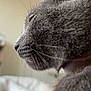 cat, gray_cat, close_up, side_profile, whiskers, fur, pet, animal, indoor, cozy, sleepy, domestic_cat, portrait, feline, muzzle, calm, soft_light, bed, resting, cute