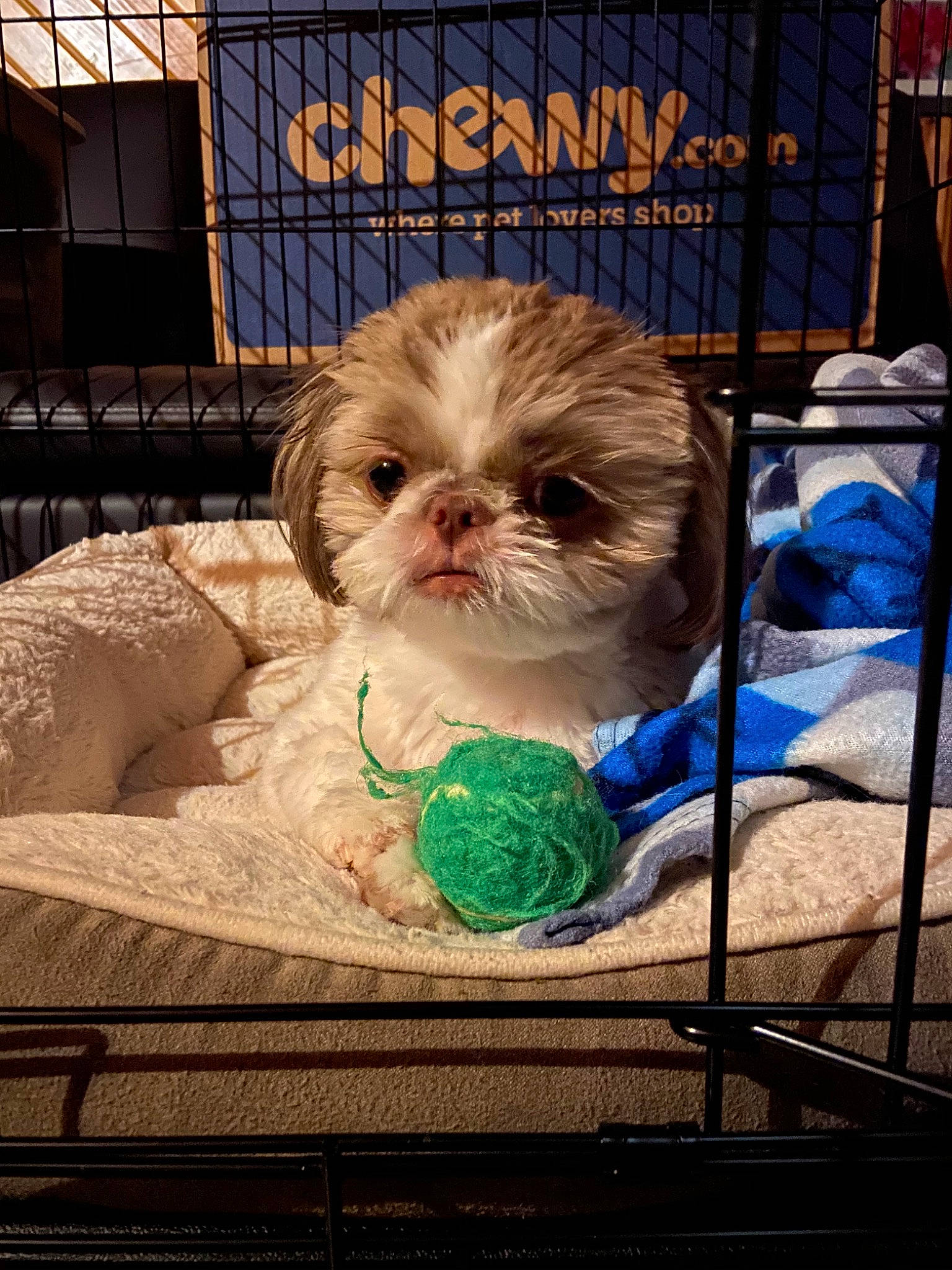 Bodie joined the competition — help win amazing prizes! canidae, carnivore, cavachon, cavapoo, chinese_imperial_dog, cockapoo, companion_dog, dog, dog_breed, kyi_leo, mal_shi, maltepoo, mammal, morkie, pekapoo, puppy, shih_poo, shih_tzu, toy_dog, vertebrate