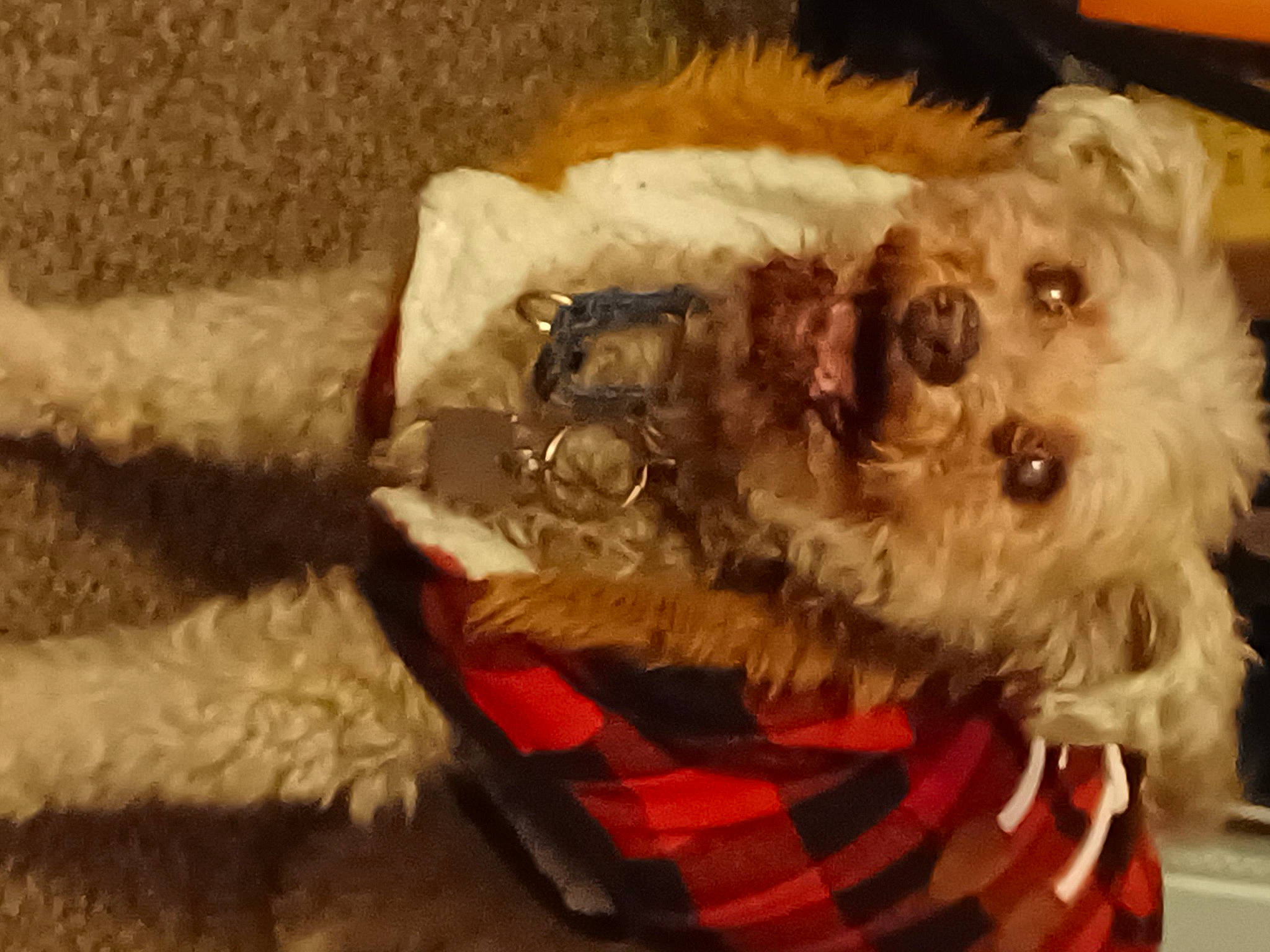 Pookie is registered to the contest to win money with this photo: canidae, carnivore, companion_dog, dog, dog_breed, dog_clothes, dog_collar, dog_supply, eyewear, fur, labradoodle, pet_supply, small_terrier, snout, sporting_group, sunglasses, terrier, toy, toy_dog, working_animal