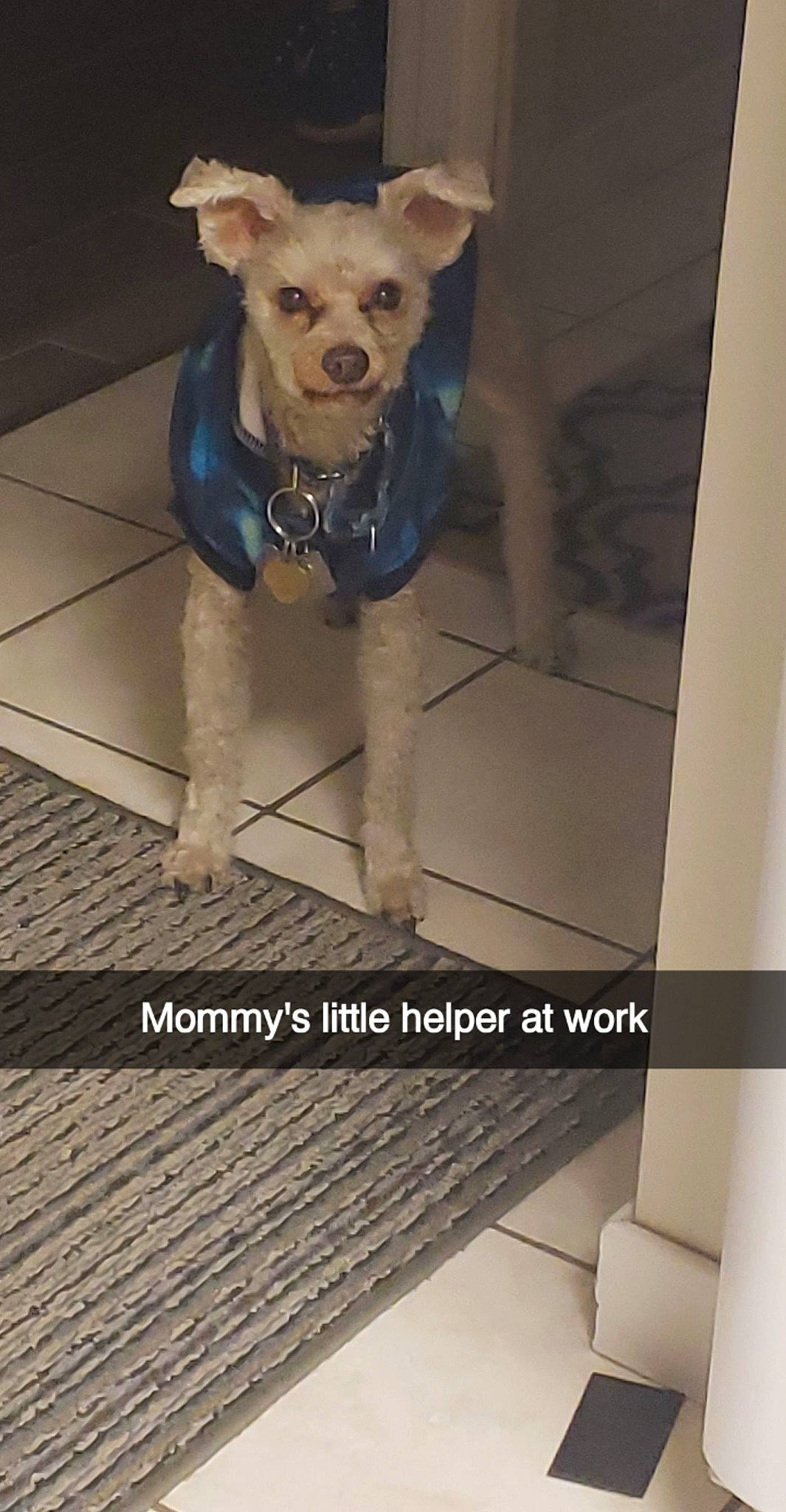 Pookie joined the competition — help win amazing prizes! carnivore, chair, companion_dog, dog, dog_breed, dog_clothes, dog_supply, electric_blue, fawn, flooring, font, fur, pet_supply, rectangle, snout, sporting_group, toy_dog, whiskers, wood, working_animal