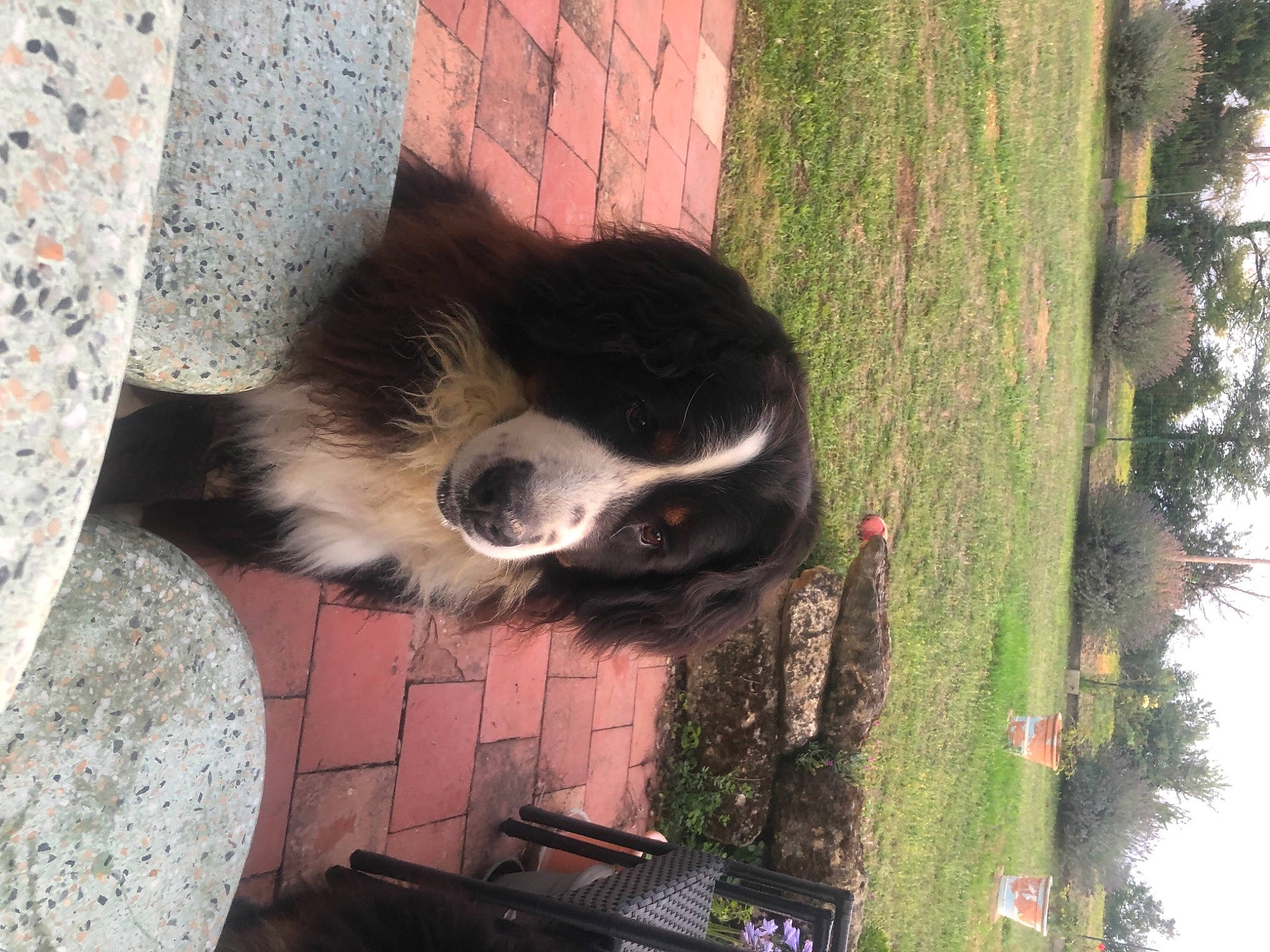 I-ona a rejoint le concours — aidez-le/la à gagner de superbes lots ! canidae, carnivore, companion_dog, dog, dog_breed, door, fawn, fur, grass, plant, sky, snout, sporting_group, tail, terrestrial_animal, tints_and_shades, tree, trunk, window, wood