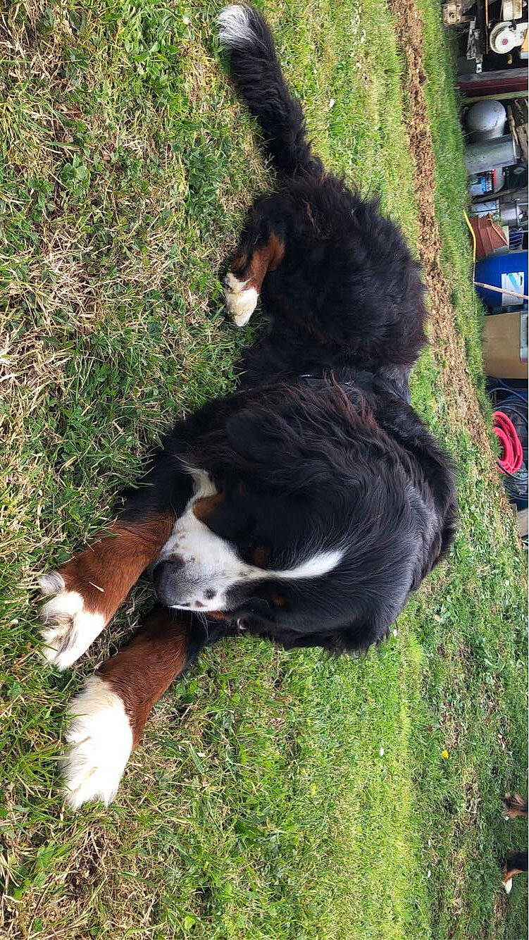 I-ona a rejoint le concours — aidez-le/la à gagner de superbes lots ! bernese_mountain_dog, border_collie, canidae, carnivore, dog, dog_breed, english_shepherd, grass, sporting_group, tail