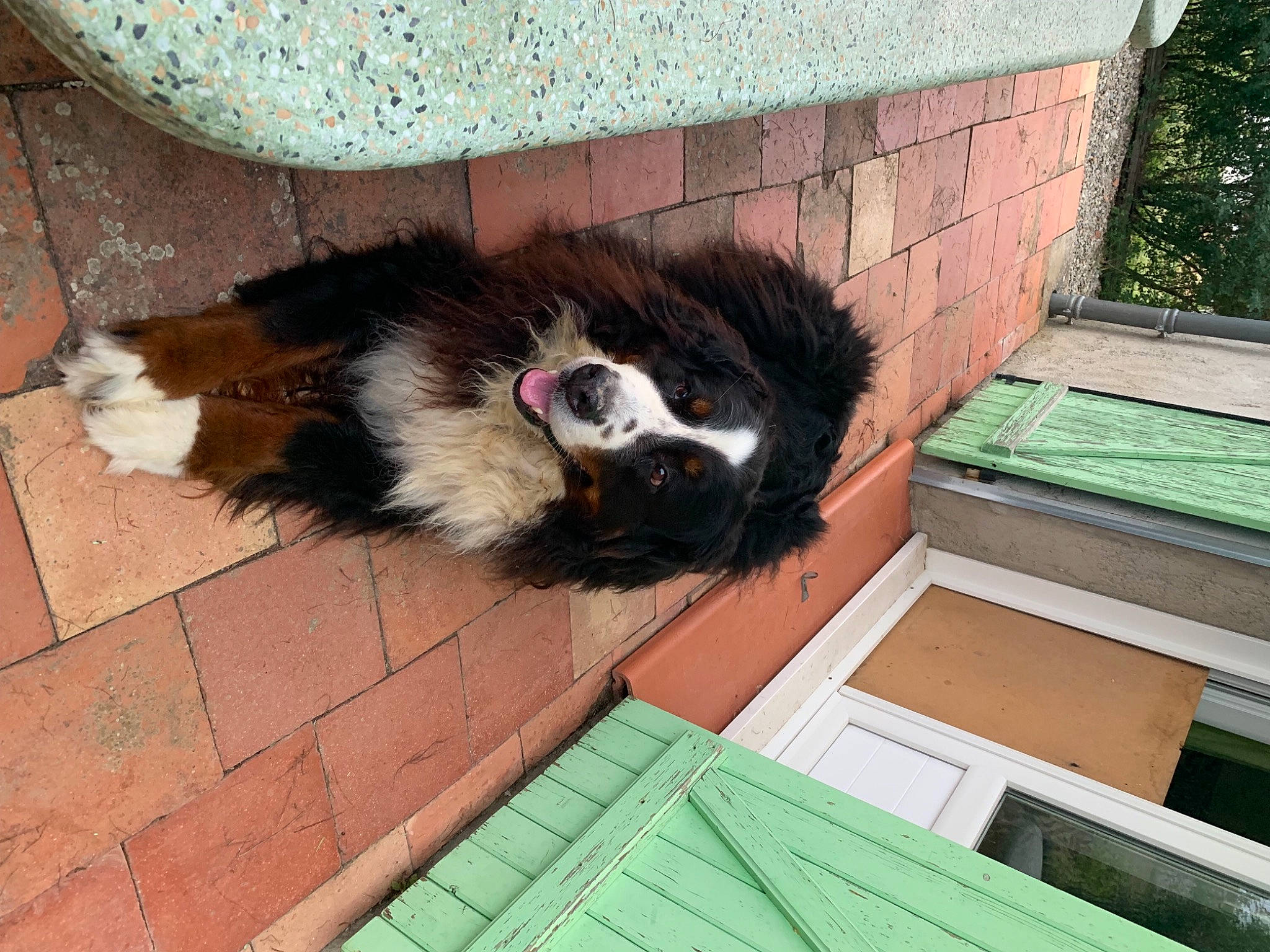 I-ona participe au concours pour gagner de l'argent avec cette photo : canidae, carnivore, companion_dog, dog_breed, felidae, flooring, fur, grass, hardwood, pet_supply, rectangle, skunk, small_to_medium_sized_cats, sporting_group, tail, terrestrial_animal, whiskers, window, wing, wood