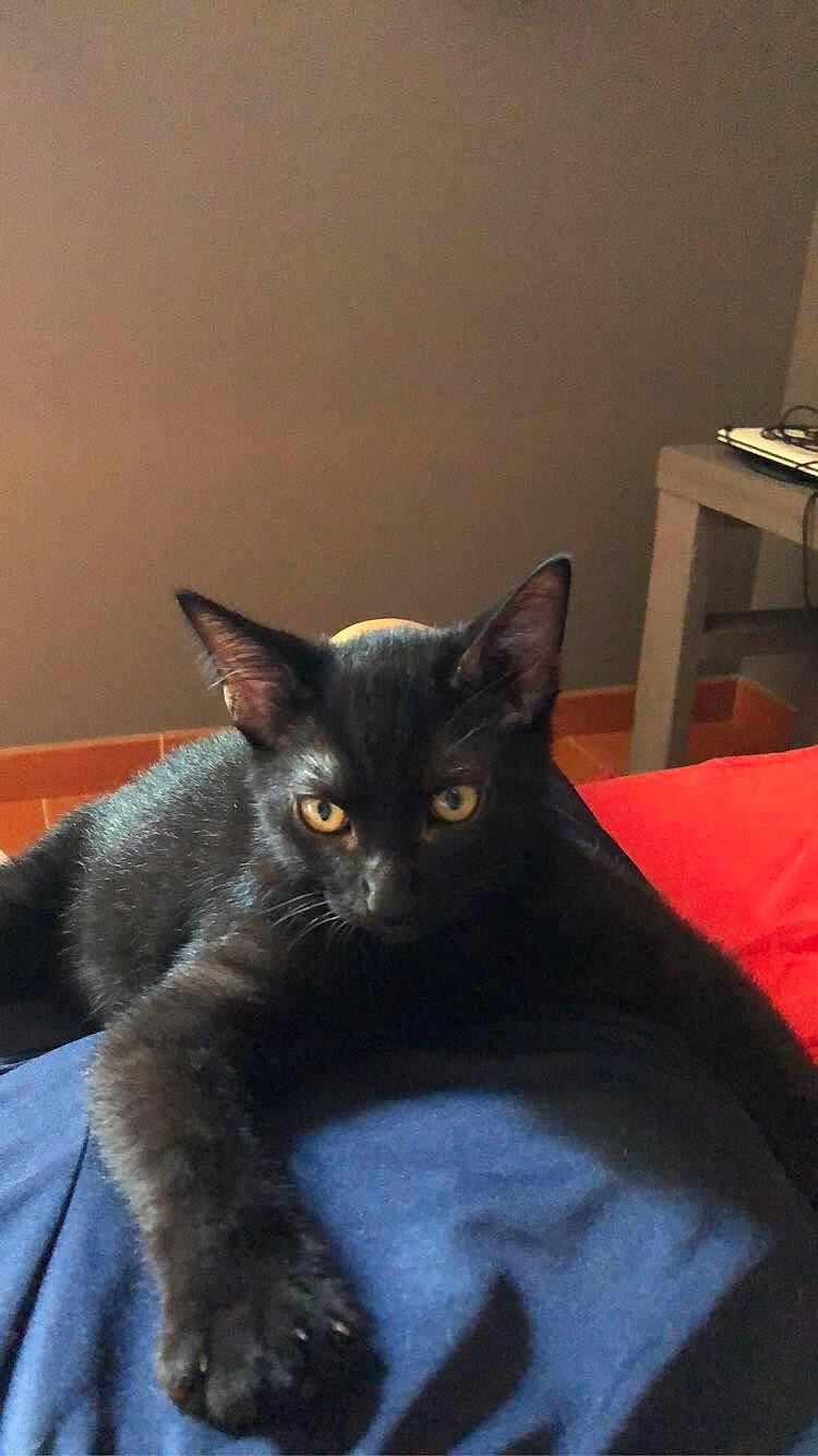 Sly a rejoint le concours — aidez-le/la à gagner de superbes lots ! asian, black_cat, bombay, burmese, carnivore, cat, chartreux, domestic_short_haired_cat, felidae, german_rex, havana_brown, javanese, kitten, korat, mammal, nebelung, russian_blue, small_to_medium_sized_cats, vertebrate, whiskers