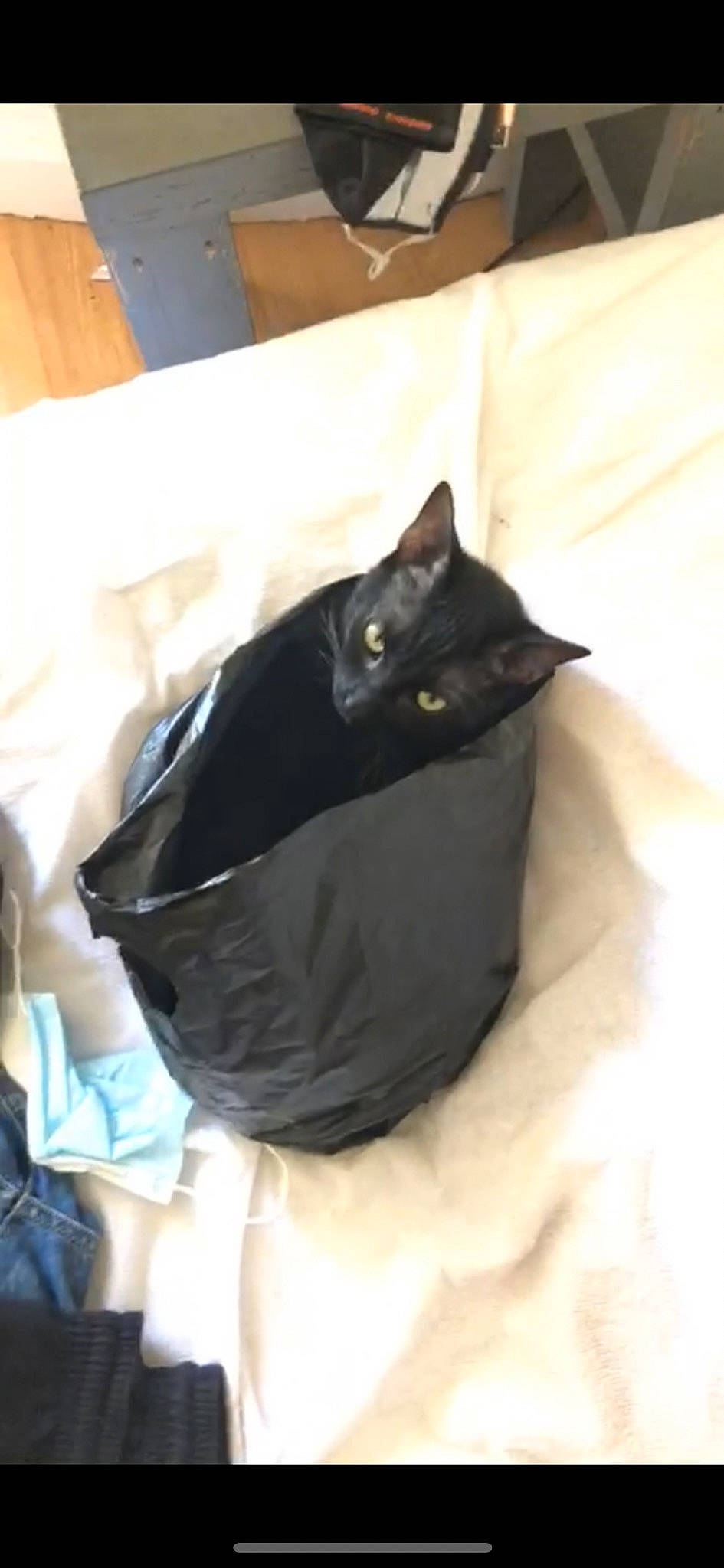 Sly participe au concours pour gagner de l'argent avec cette photo : bag, bed, black_cat, bombay, box, carnivore, cat, comfort, domestic_short_haired_cat, felidae, fur, grey, hardwood, linens, packaging_and_labeling, room, small_to_medium_sized_cats, tail, whiskers, wood