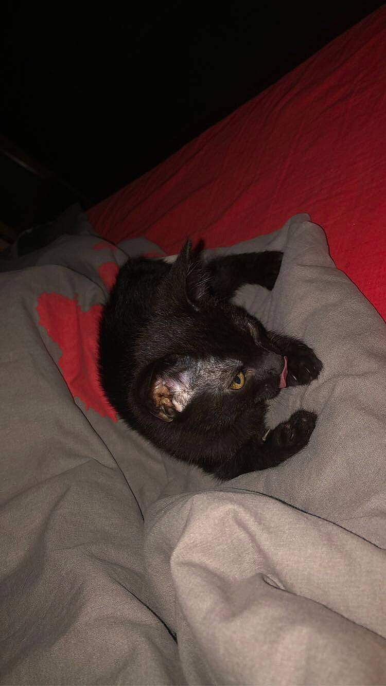 Sly participe au concours pour gagner de l'argent avec cette photo : black, black_cat, carnivore, cat, felidae, nap, sleep, small_to_medium_sized_cats, snout, tail, whiskers