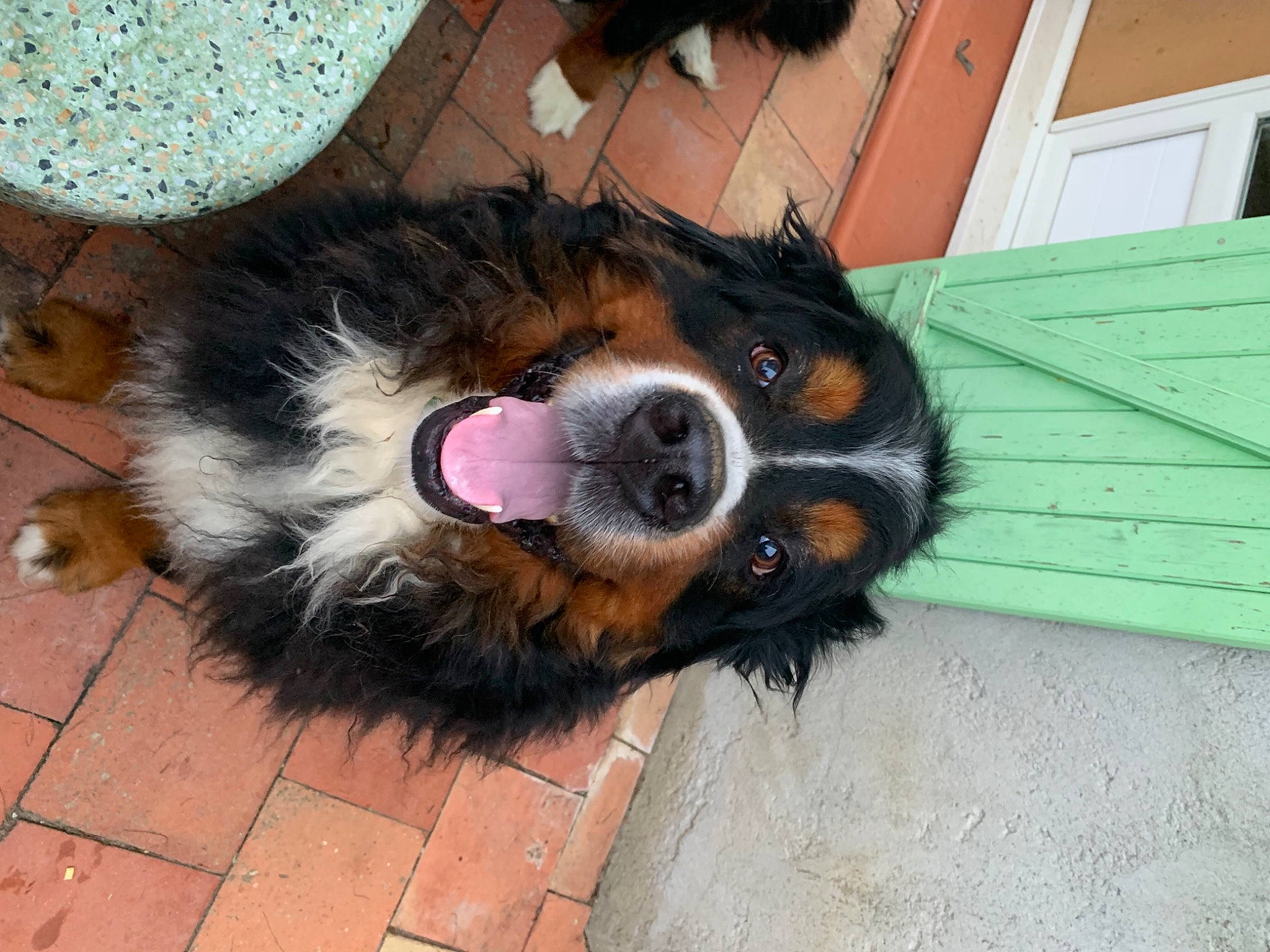 Neo a rejoint le concours — aidez-le/la à gagner de superbes lots ! canidae, carnivore, collar, companion_dog, dog, dog_breed, dog_supply, fawn, fur, mammal, paw, pet_supply, shetland_sheepdog, snout, sporting_group, tail, terrier, toy_dog, whiskers, working_animal