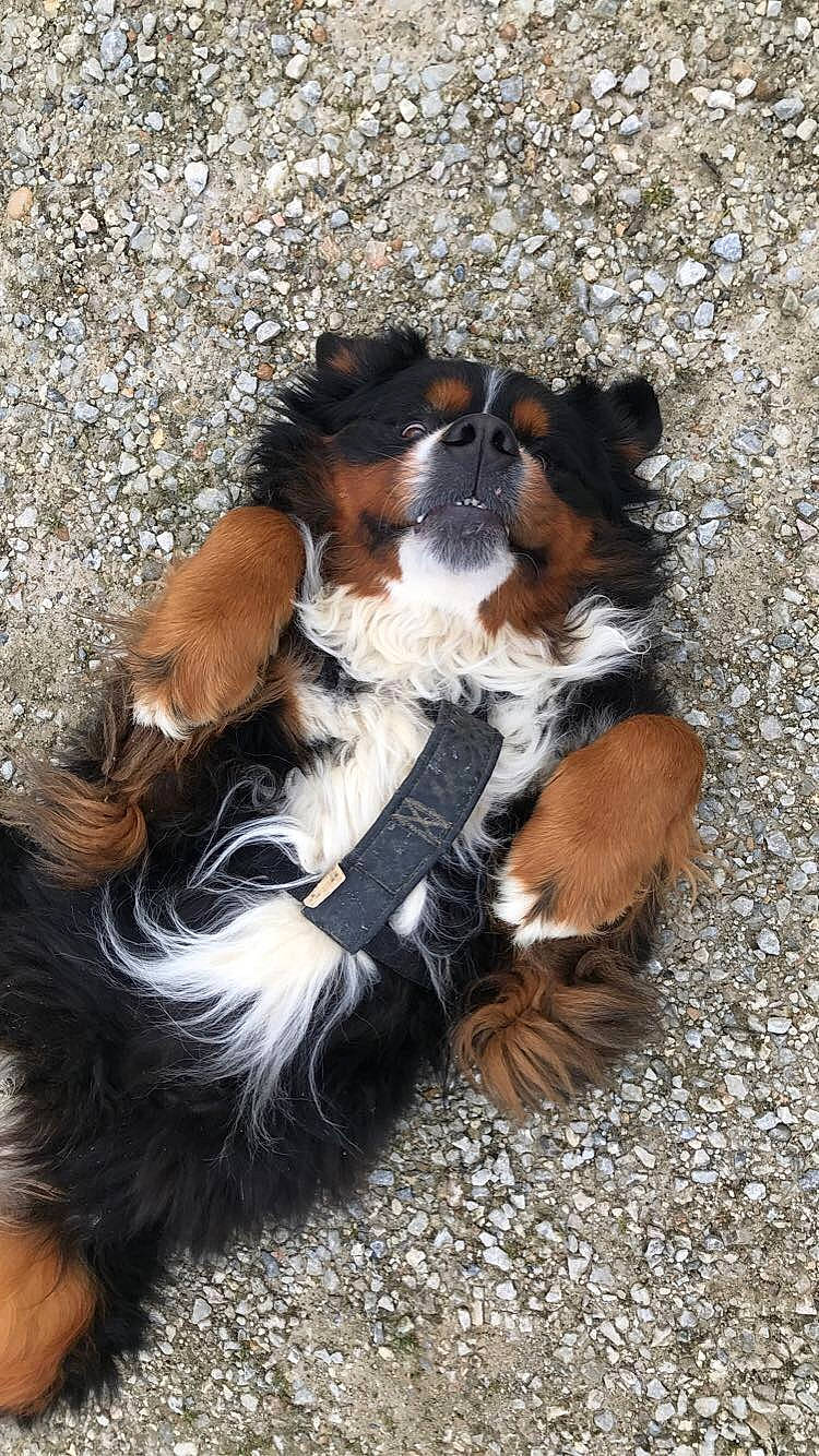Neo participe au concours pour gagner de l'argent avec cette photo : australian_shepherd, bernese_mountain_dog, canidae, carnivore, companion_dog, dog, dog_breed, english_shepherd, fawn, mammal, puppy, sporting_group, vertebrate