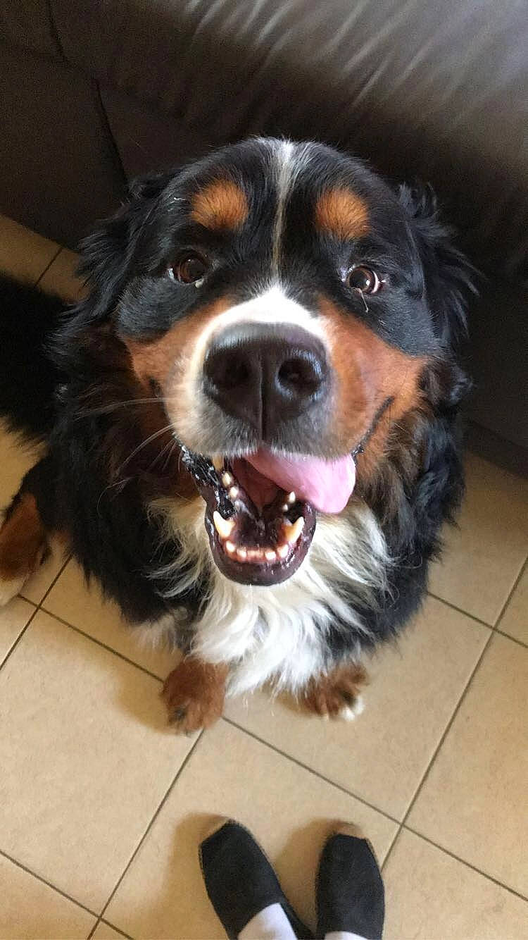 Neo a rejoint le concours — aidez-le/la à gagner de superbes lots ! australian_collie, australian_shepherd, bernese_mountain_dog, canidae, carnivore, companion_dog, dog, dog_breed, english_shepherd, fawn, mammal, nose, rare_breed_dog, small_greek_domestic_dog, snout, sporting_group, tongue, vertebrate, working_dog