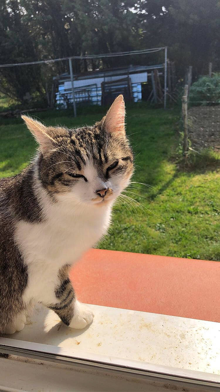 Iris participe au concours pour gagner de l'argent avec cette photo : aegean_cat, american_wirehair, asian, carnivore, cat, domestic_short_haired_cat, dragon_li, european_shorthair, felidae, grass, kitten, mammal, ojos_azules, polydactyl_cat, small_to_medium_sized_cats, tabby_cat, tail, whiskers, wild_cat