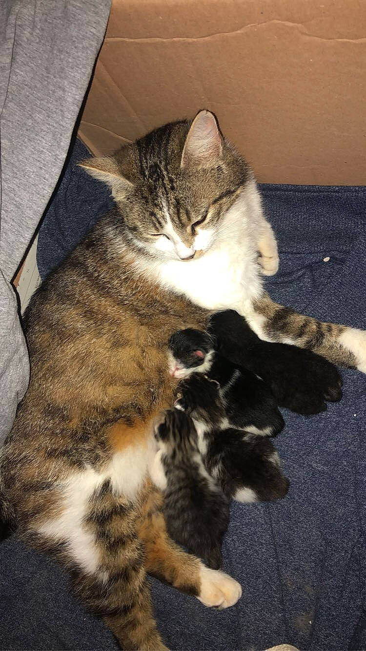 Iris a rejoint le concours — aidez-le/la à gagner de superbes lots ! american_shorthair, american_wirehair, carnivore, cat, domestic_short_haired_cat, dragon_li, egyptian_mau, european_shorthair, felidae, fur, kitten, kurilian_bobtail, mammal, pixie_bob, polydactyl_cat, small_to_medium_sized_cats, tabby_cat, tail, vertebrate, whiskers