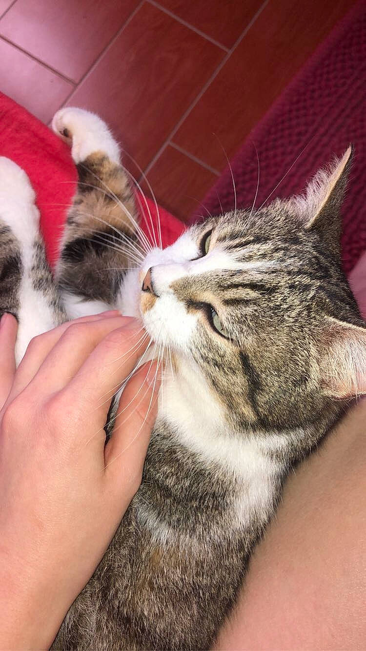 Iris participe au concours pour gagner de l'argent avec cette photo : american_shorthair, american_wirehair, carnivore, cat, claw, domestic_short_haired_cat, ear, european_shorthair, felidae, fur, kitten, mammal, skin, small_to_medium_sized_cats, tabby_cat, whiskers