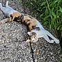 cat, calico, stretching, outdoor, stone_pavement, plants, greenery, daisy, relaxing, animal, pet, nature, whiskers, fur, sunlight, daytime, mammal, small_animal, side_view, resting