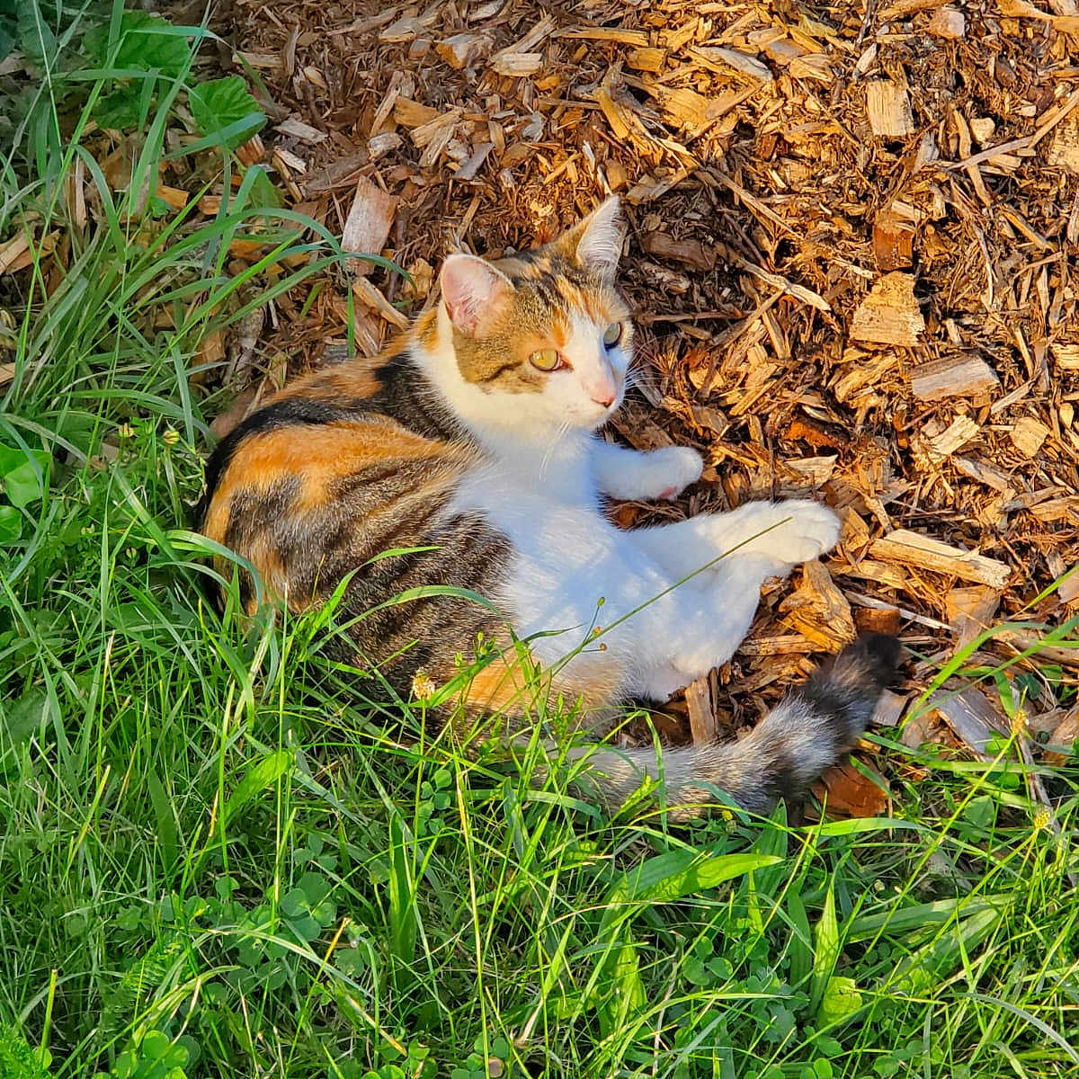Pearly participe au concours pour gagner de l'argent avec cette photo : animal, calico_cat, cat, closeup, daylight, feline, fur, grass, greenery, leaf, mammal, nature, outdoor, pet, relaxed, resting, sunlight, tail, whiskers, wood_chips