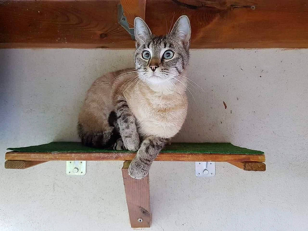 Multan participe au concours pour gagner de l'argent avec cette photo : balance, carnivore, cat, cat_supply, domestic_short_haired_cat, fawn, felidae, fur, line, paw, pet_supply, rectangle, sitting, small_to_medium_sized_cats, snout, tail, terrestrial_animal, whiskers, wildlife, wood